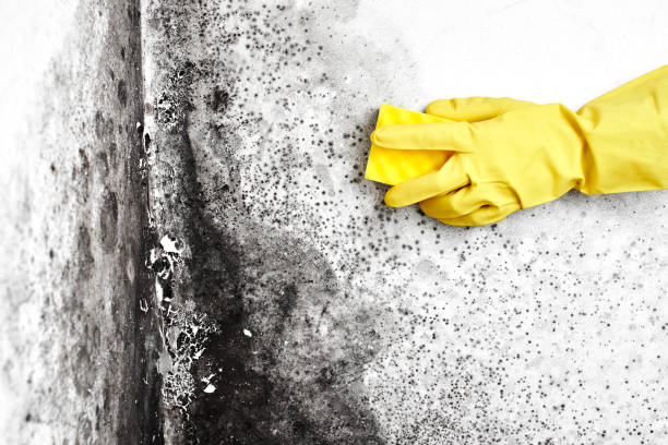 Best Industrial Mold Remediation  in Ovilla, TX