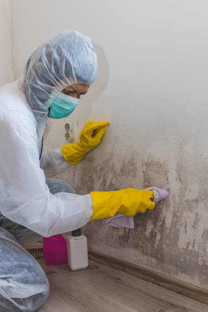 Best Mold Prevention Services  in Ovilla, TX