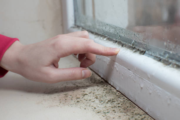 Best Post-Construction Mold Inspection  in Ovilla, TX